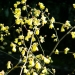 Floraison printanière (7)